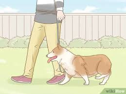 How to raise dogs and take care of them?