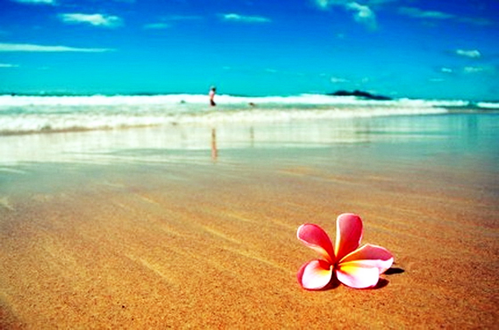 фото пляжа и моря заставка на рабочий стол в движении. My more. плюмерия и море фото. море солнце. лето море.