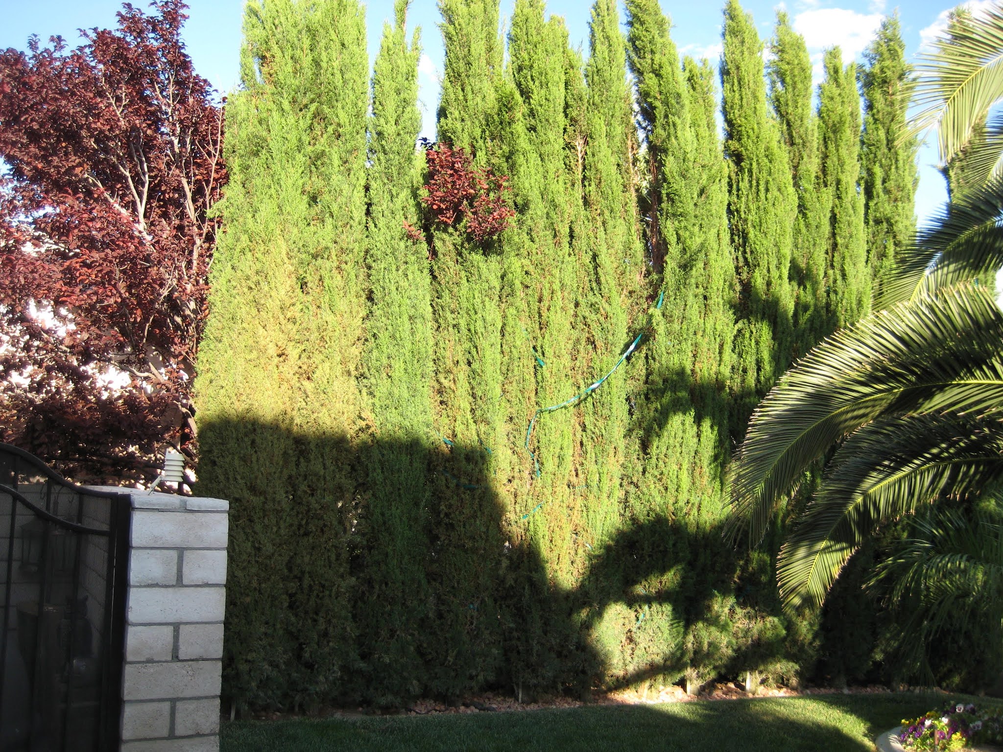 Xtremehorticulture of the Desert Upright Junipers a Substitute for