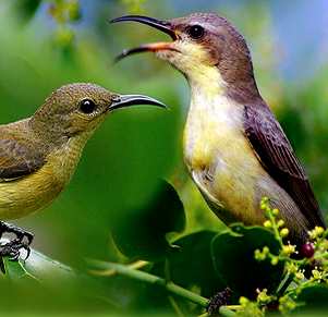 suara kolibri ninja betina download mp3 suara burung kolibri ninja betina gacor untuk masteran burung kicau
