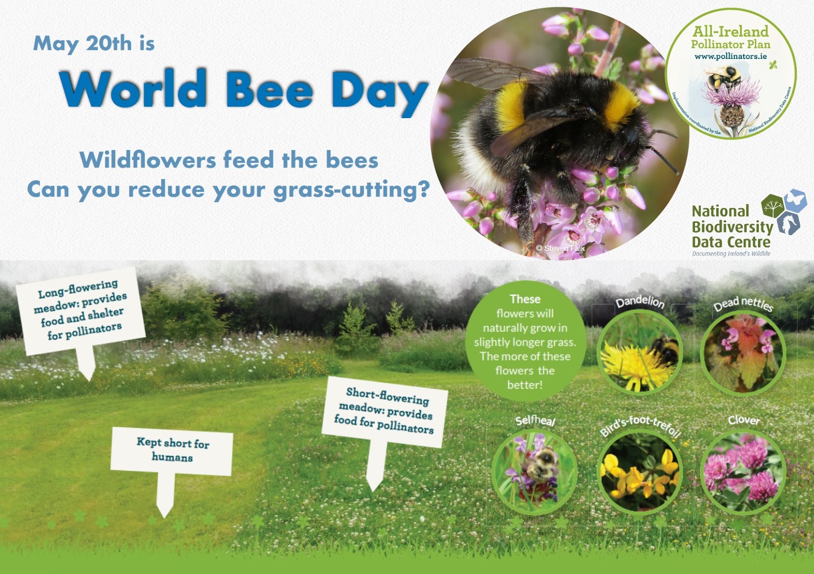 Kilcullen Diary World Bee Day is today
