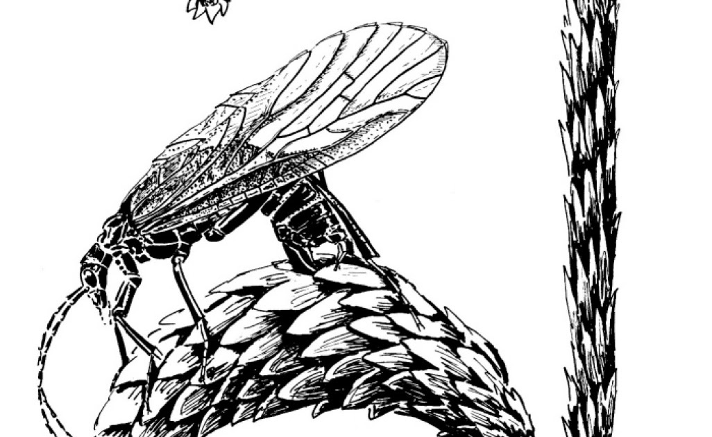 Variety of Life Paraneoptera