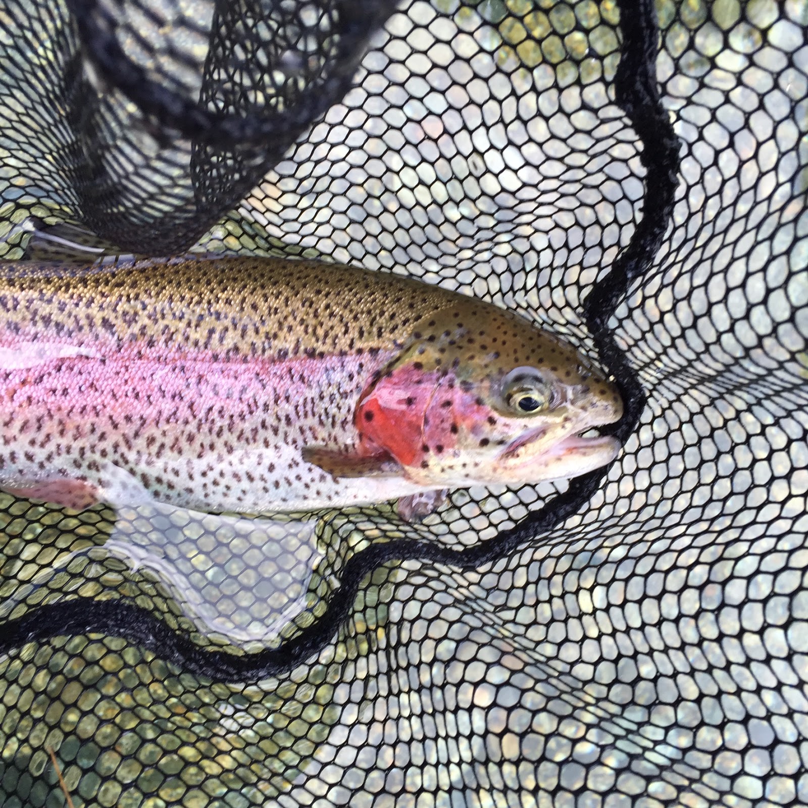 Swift River Y Pool: Lessons Learned (So Far) –