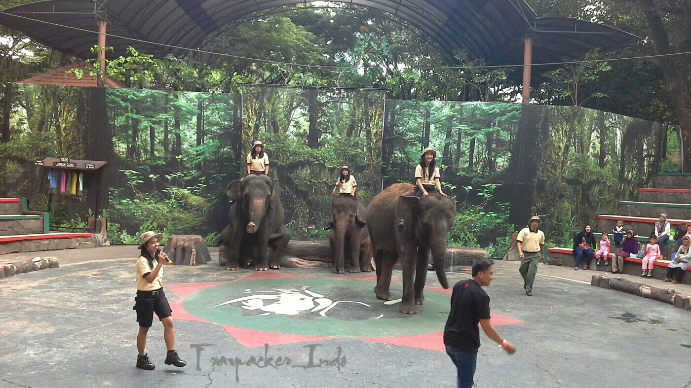 Liarnya Taman Safari Indonesia II Prigen Pasuruan