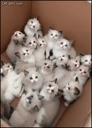 Cute CAT GIF • A huge bouquet of 18 (!) aww...dorable colorpoint kitties. A Crazy Cat-Lady Starter Kit ♥ Cute CAT GIF • A huge bouquet of 18 (!) aww...dorable colorpoint kitties. A Crazy Cat-Lady Starter Kit ♥