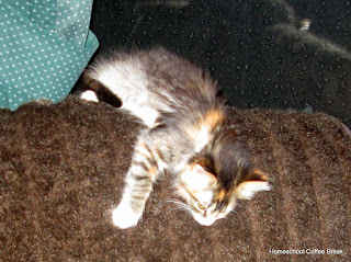 Homeschool Weekly - Kittens Edition on Homeschool Coffee Break @ kympossibleblog.blogspot.com