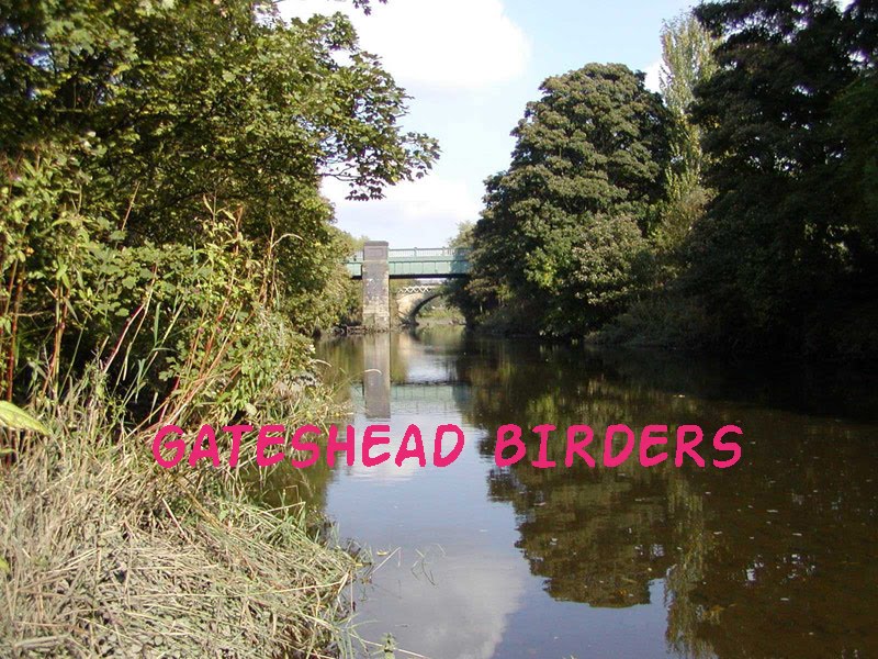 Gatesheadbirders