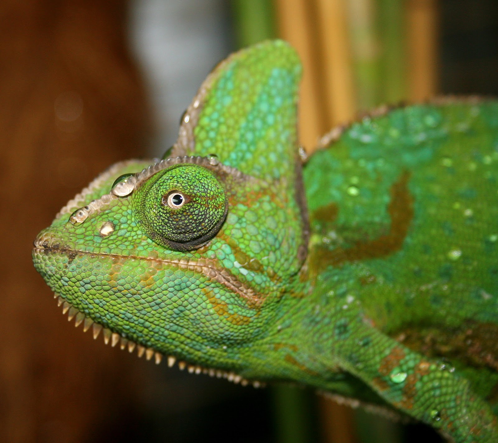 Snow leos: Rango