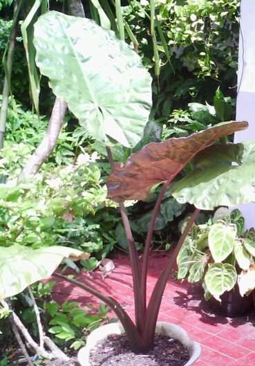 Dear Blog Keladi Hias