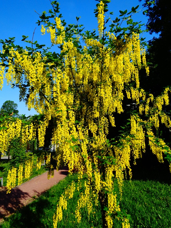 10 Krzewow O Zoltych Kwiatach