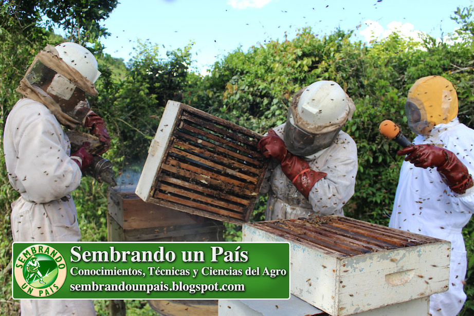 cosecha de miel en colmena