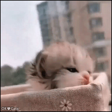 Cute Kitten GIF • Super cute kitty meowing in her basket. She needs her mom or she's hungry [cat-gifs.com]