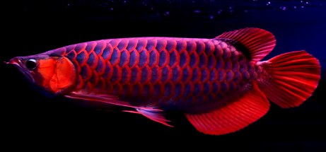 Harga Ikan Arwana Super Red Anakan Terlengkap dan Cara Merawatnya – My Blog