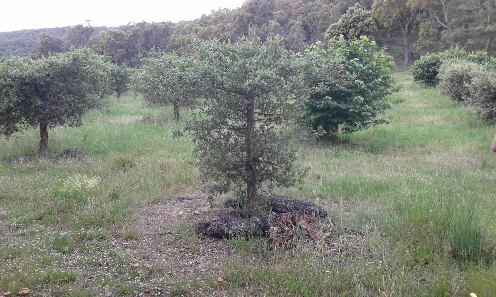 Es el alcornoque (Quercus suber) un buen árbol para trufa negra? - Micofora