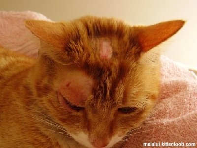 10 Jenis Penyakit Kulit Pada Kucing dan Cara Mengobatinya