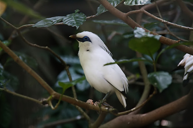 gambar persebaran flora dan fauna di Indonesia