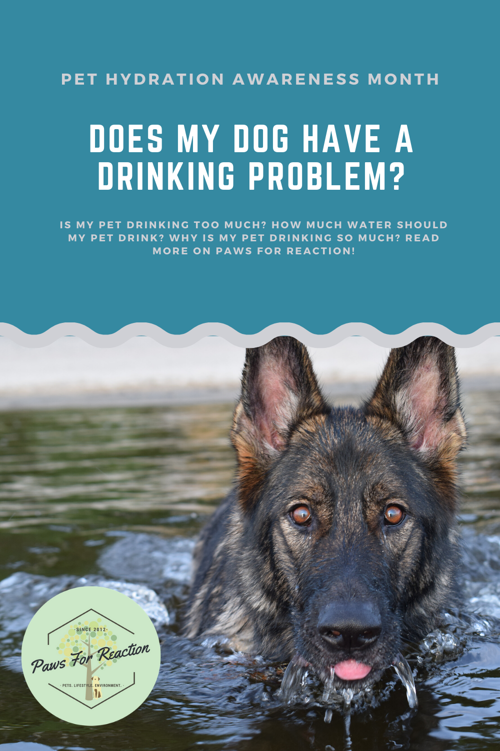 Pet Hydration Awareness Month Does my pet have a drinking problem