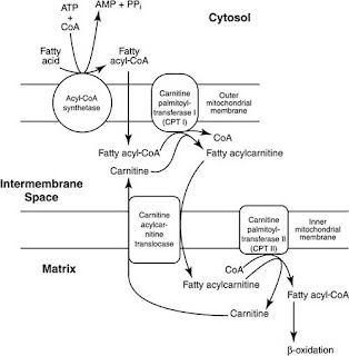 activation of fatty acids