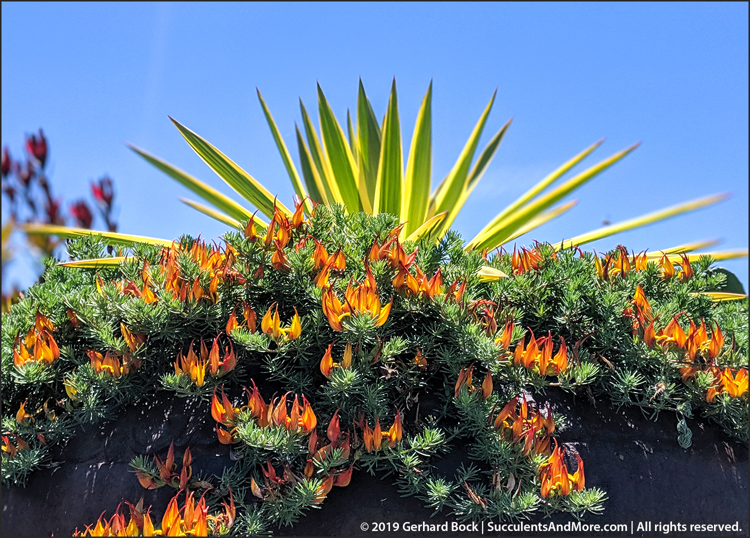 Another mustsee SoCal nursery Plant Depot in San Juan Capistrano
