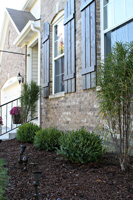 buckthorn trees and boxwoods landscaping