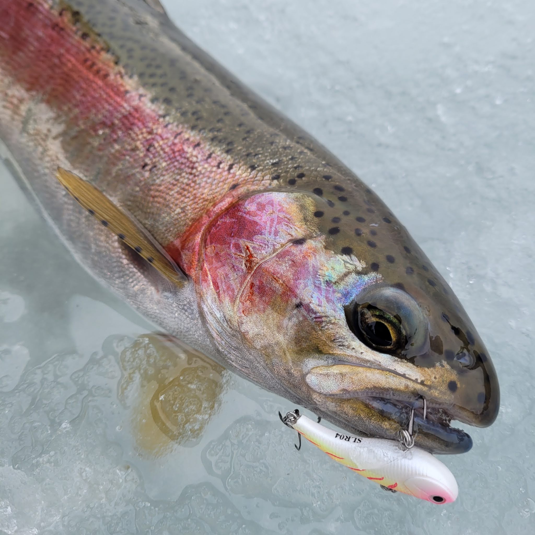 Best Brook Trout Ice Fishing in British Columbia Canada