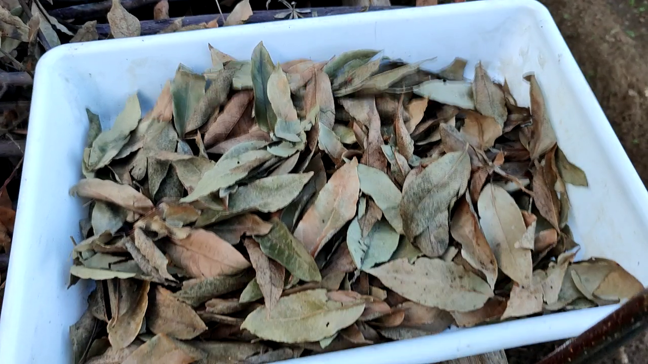 El Huerto de Jose Antonio Infusión de hojas de laurel como repelente.