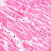 Histopathological examination
