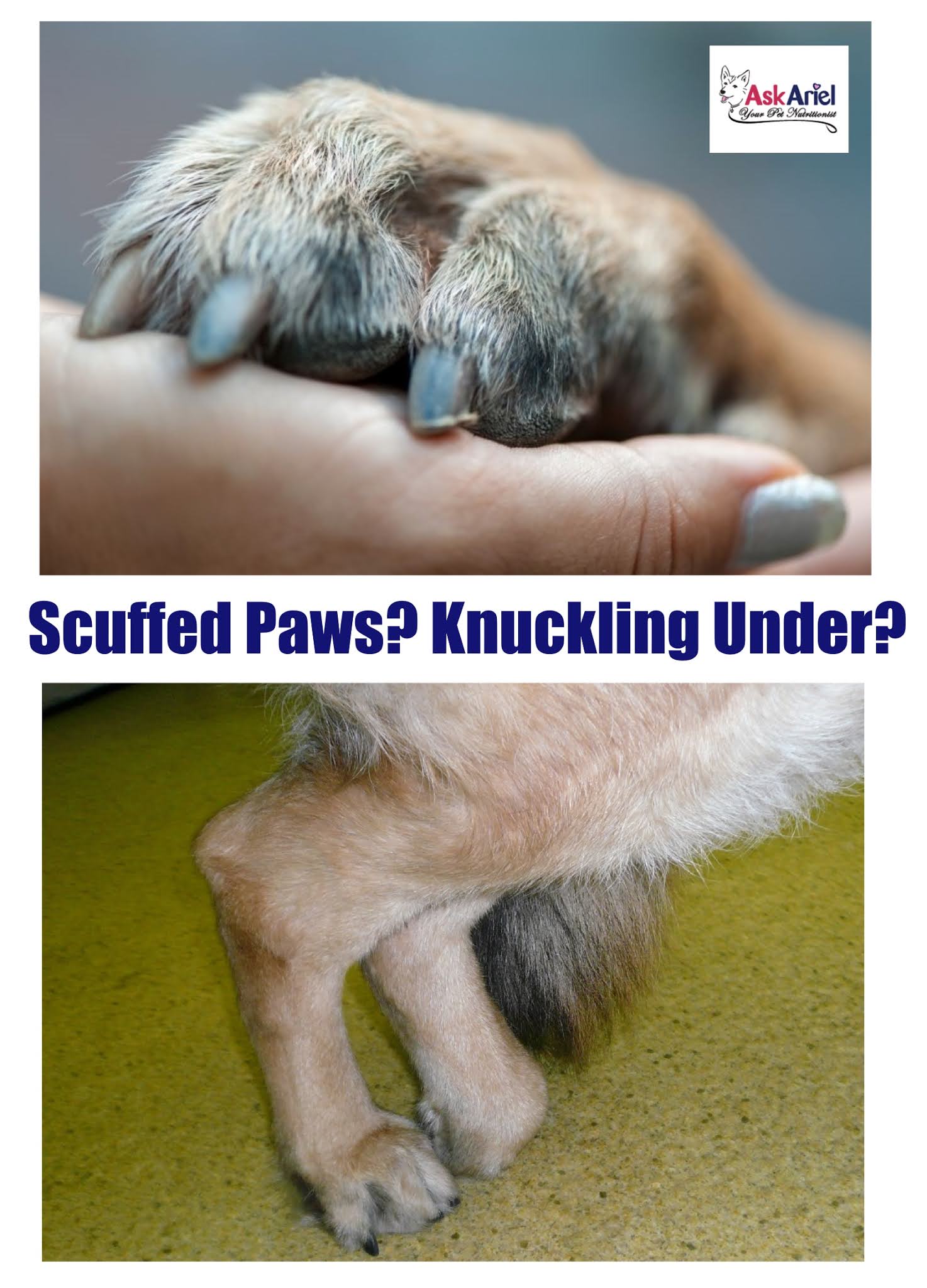 Is Your Senior Dog Stumbling And Scuffing It's Feet? Holistic Vet and