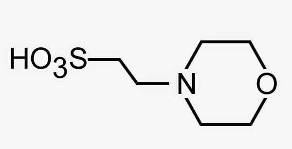 Morpholinoethane Sulfonic Acid 嗎啉代磺酸 C6H13NO4S