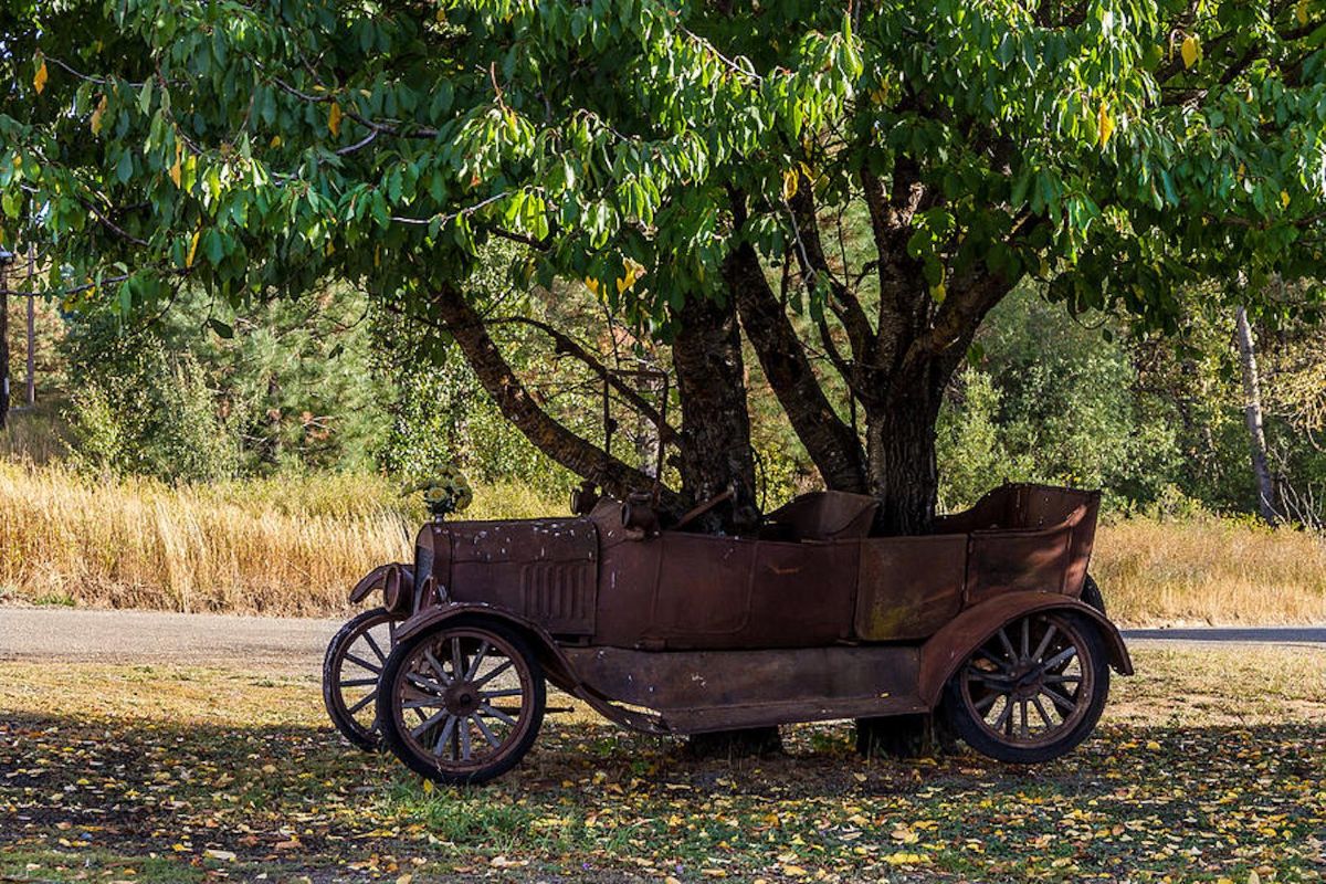 22 Amazing Photographs of Trees Growing Through Classic Cars ~ Vintage