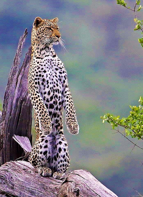 Observer cheetah