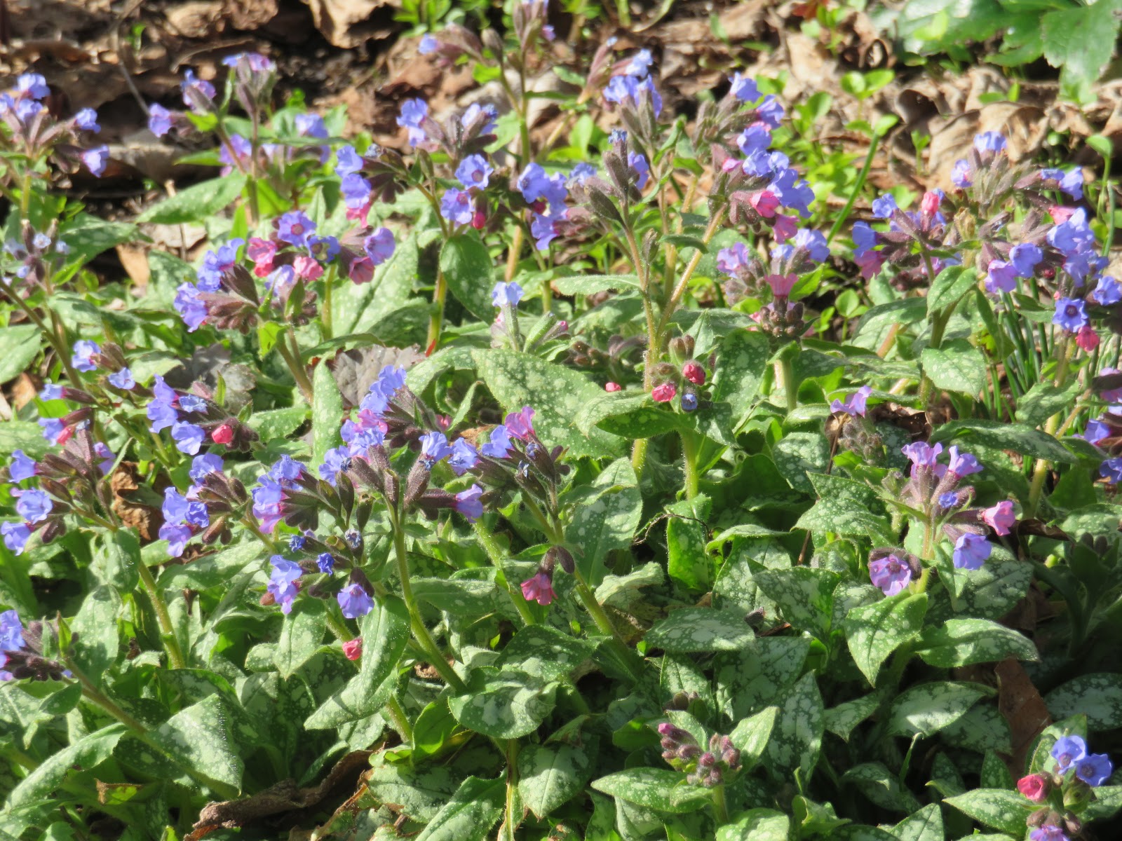 Allegory Of The Senses Mmm Smells Like Fruit Loops