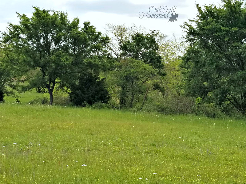 How to Find Homestead Land Oak Hill Homestead