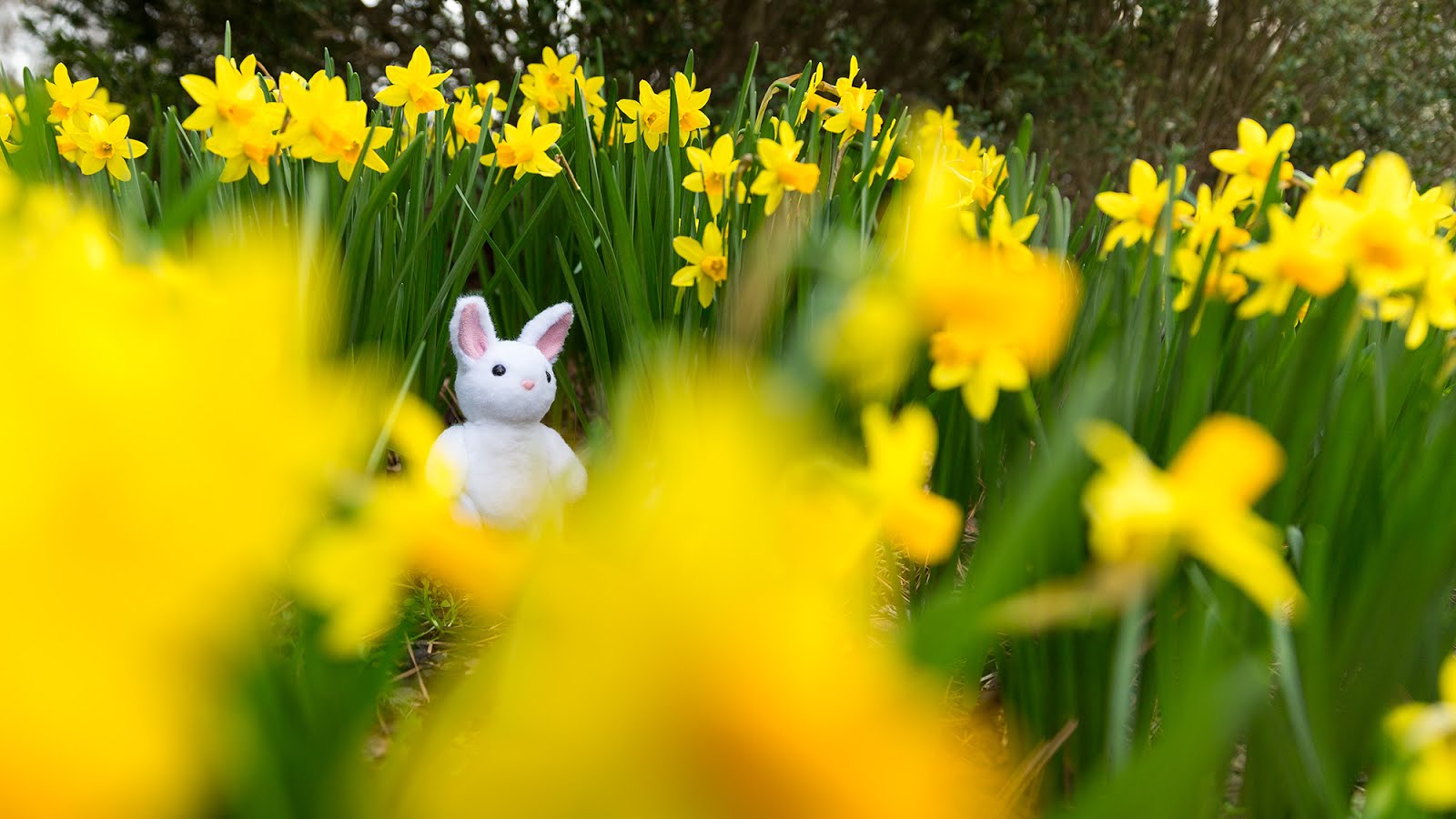Back in the Daffodils