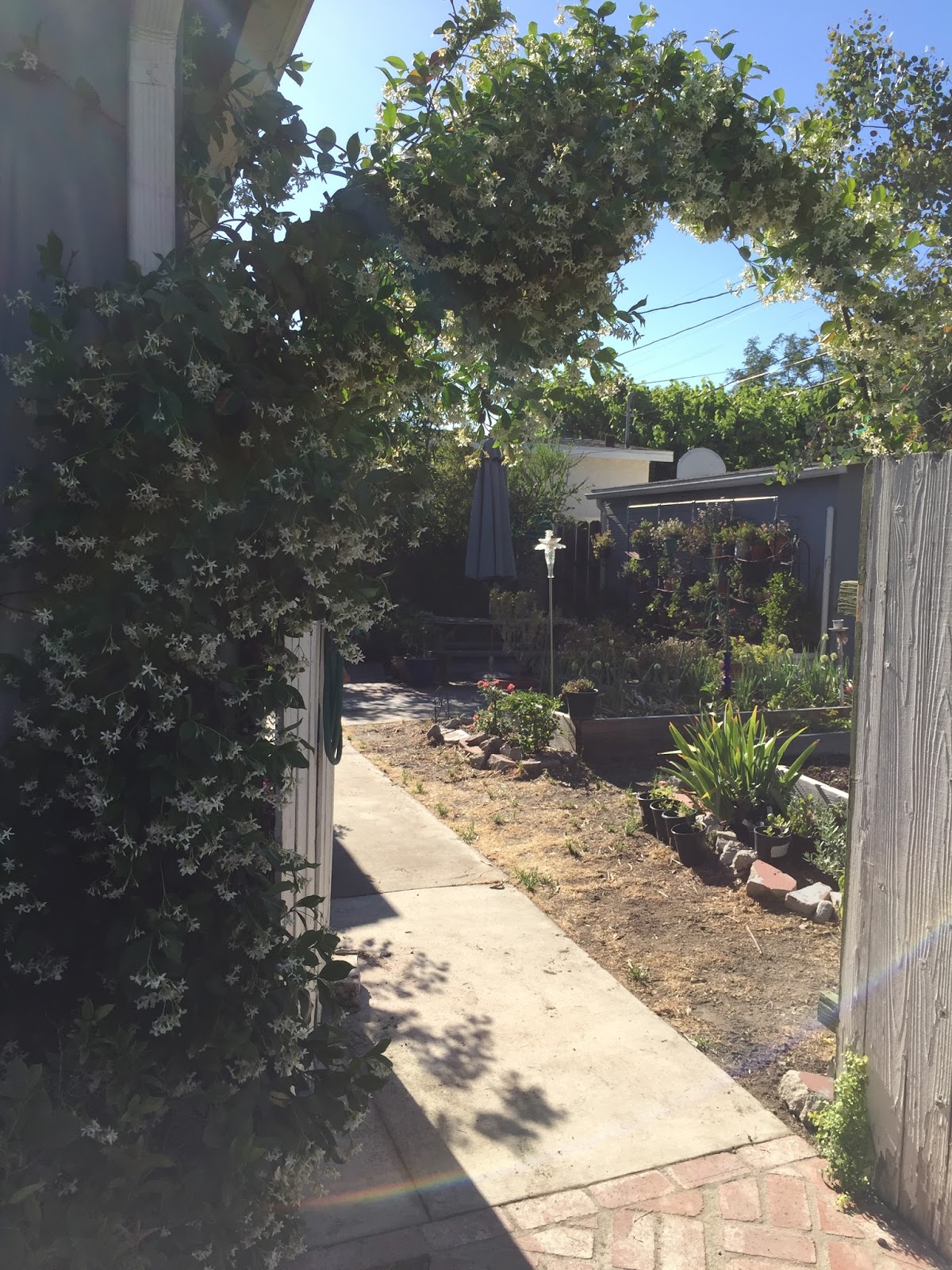 Aprille's SoCal Gardening Star Jasmine Arch