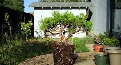 bonsai preparation