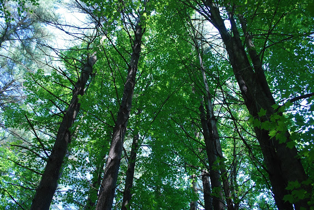 Trees and Sky