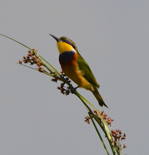 Blue-Breasted Bee-Eater, Merops variegatus