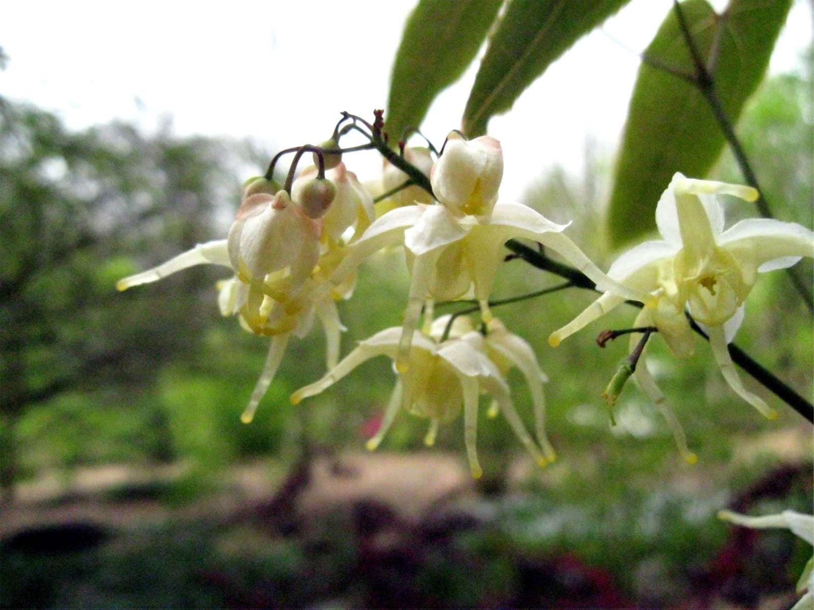 1003 Gardens Epimedium latisepalum&hellip;.a nice evergreen