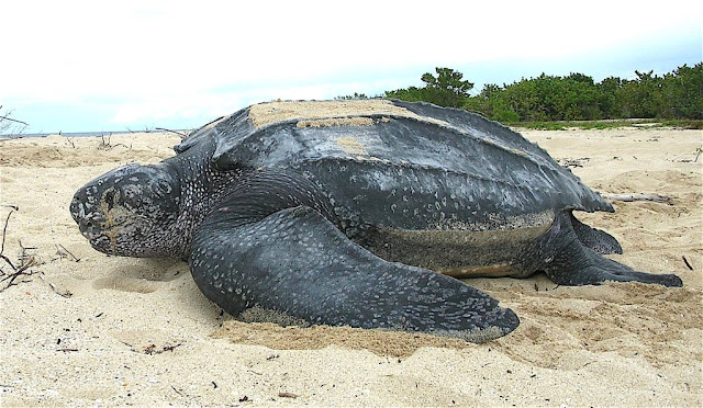 Facts about  The leatherback sea turtle