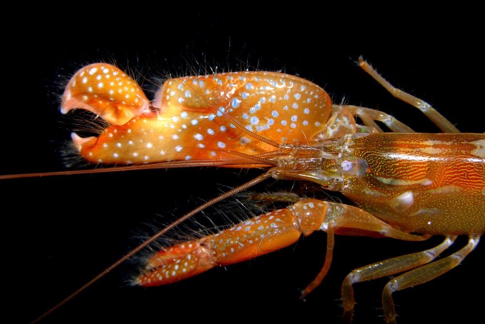 Pistol Shrimp Shoot Bubbles as Hot as the Sun and Faster than Sound