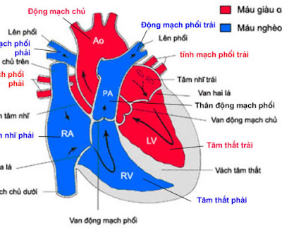 Trong nhóm TBS có tím, máu lên phổi nhiều hay ít, nhóm nào tím nặng hơn ?
