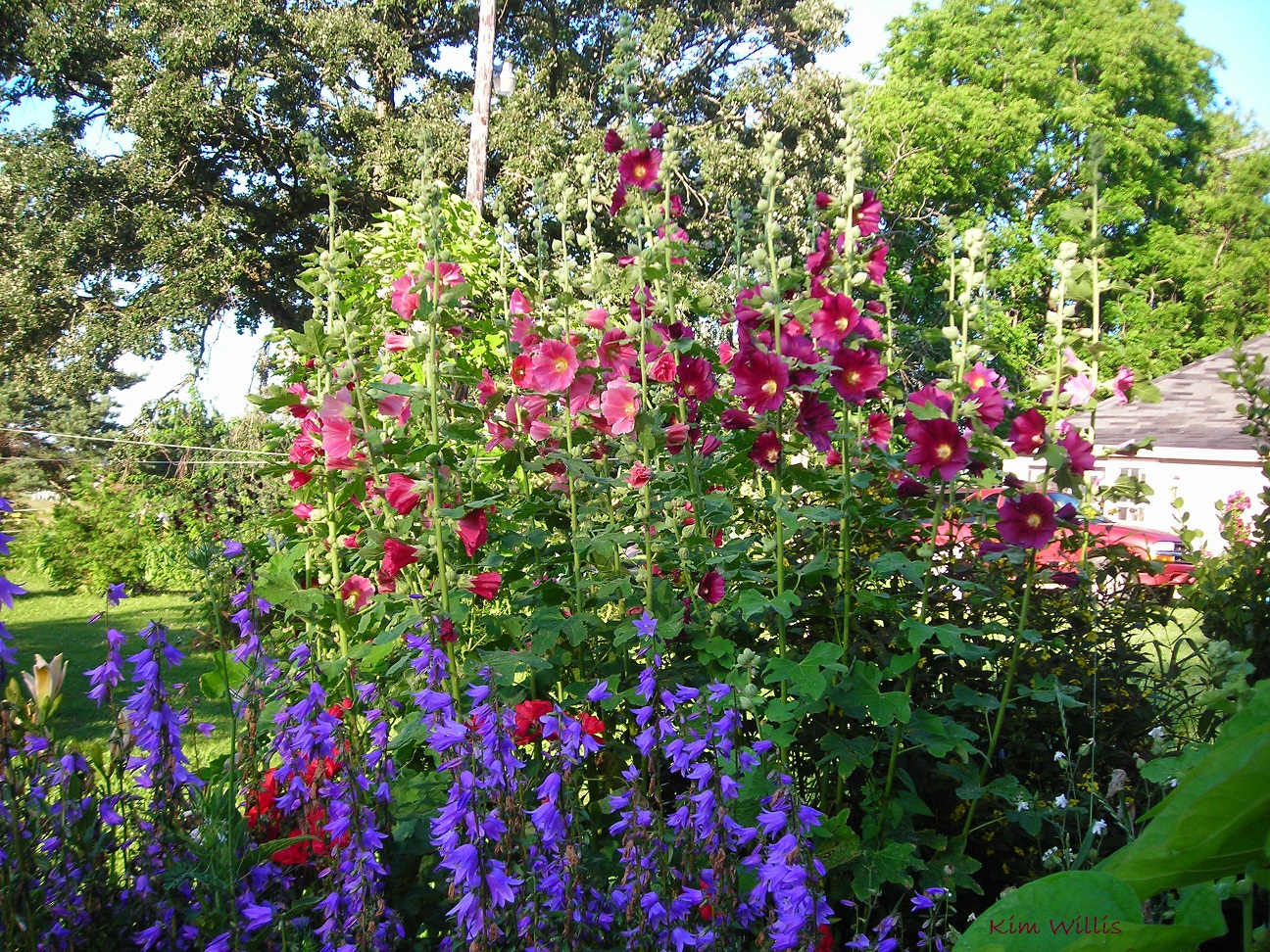 Gardening Granny's Gardening Pages Hollyhocks