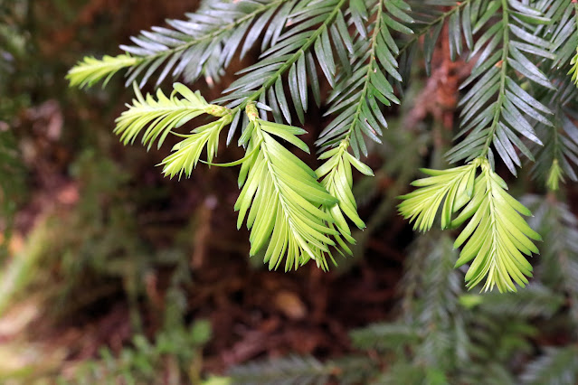 Image of Redwood branches and new growth