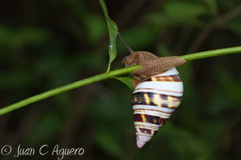 Primer plano del caracol Liguus entre hojas