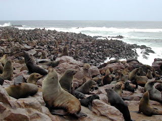 Güney Afrika deniz ayılarının kolonisi