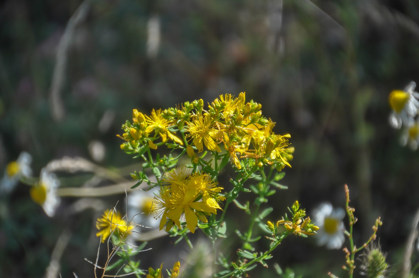 Perforate St John'swort Hypericum perforatum a cure for injuries
