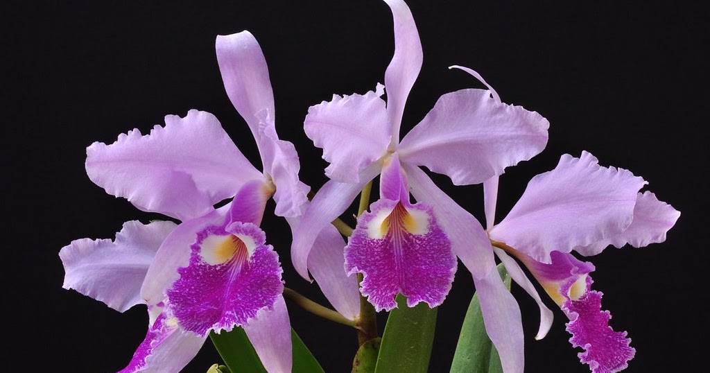 Cattleya warscewiczii care and culture.