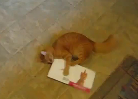 Video : ネコ VS ネコのバースデーカード ! !