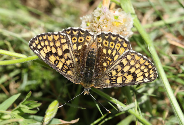 Glanville Fritillary - Isle of Wight Glanville Fritillary - Isle of Wight